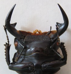 Dorcus antaeus miyashitai