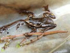 Dendropsophus columbianus