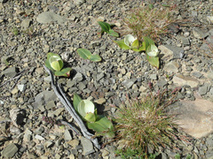 Colchicum coloratum burchellii