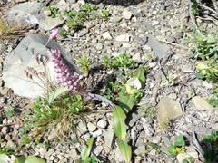 Colchicum coloratum burchellii