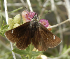 Hesperopsis libya
