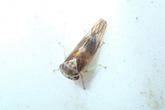 Populicerus