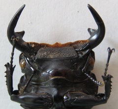 Dorcus antaeus miyashitai