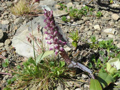 Lachenalia violacea