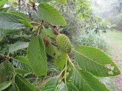 Alnus sieboldiana