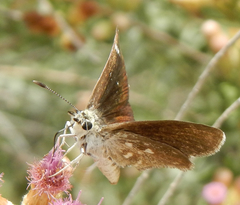 Hesperopsis libya