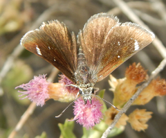 Hesperopsis libya