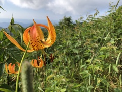 Lilium superbum