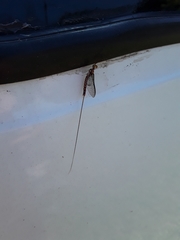 Hexagenia bilineata