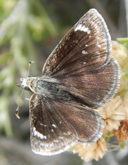 Hesperopsis libya