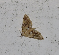 Elophila icciusalis