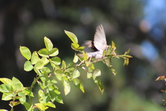 Passer domesticus