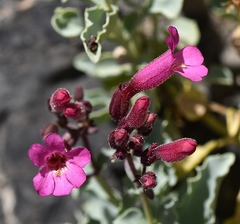 Penstemon petiolatus