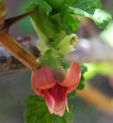 Ribes pinetorum