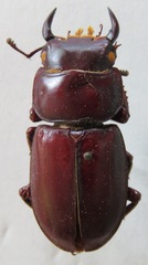 Dorcus antaeus miyashitai