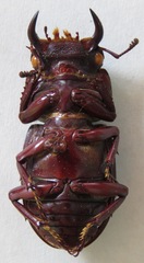 Dorcus antaeus miyashitai