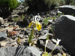 Moraea flava
