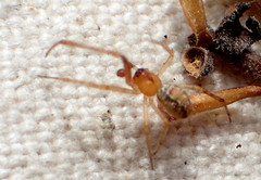 Theridion submissum