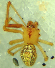 Theridion submissum