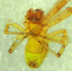 Theridion submissum
