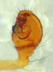 Theridion submissum