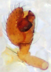 Theridion submissum