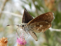 Hesperopsis libya