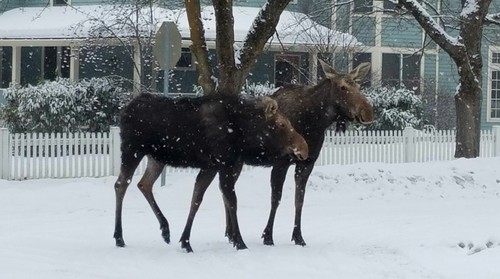 Moose photographed in Idaho