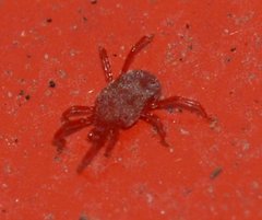Balaustium