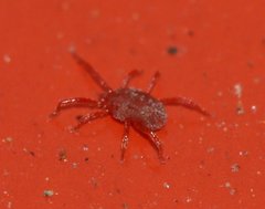 Balaustium