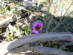Romulea atrandra