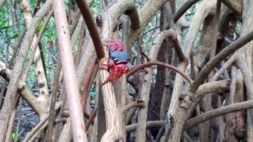 Goniopsis cruentata