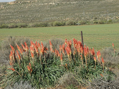 Kniphofia sarmentosa