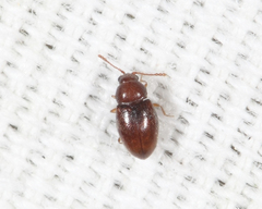 Atomaria fuscata