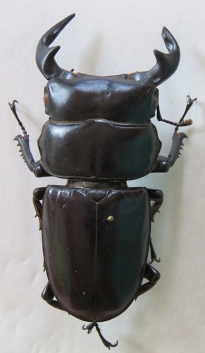 Dorcus antaeus miyashitai