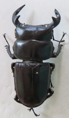 Dorcus antaeus miyashitai