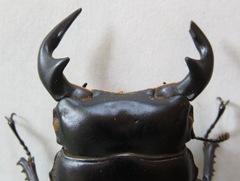 Dorcus antaeus miyashitai