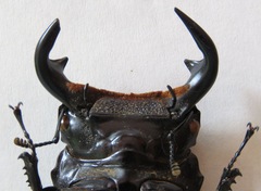 Dorcus antaeus miyashitai