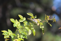 Passer domesticus