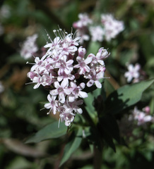 Valeriana arizonica