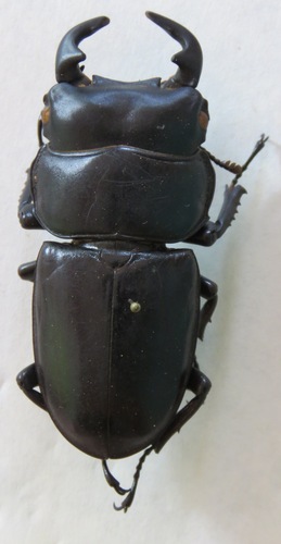 Dorcus antaeus