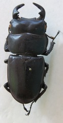 Dorcus antaeus miyashitai