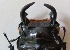 Dorcus antaeus miyashitai