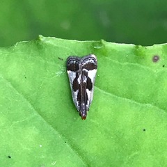 Dichomeris ochripalpella