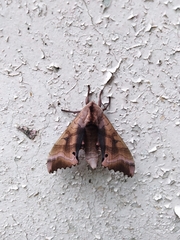 Marumba gaschkewitschii