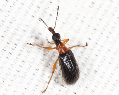 Eugnamptus angustatus