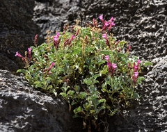 Penstemon petiolatus