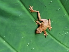 Dendropsophus columbianus