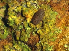 Sphaeroma