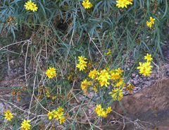 Coreocarpus arizonicus